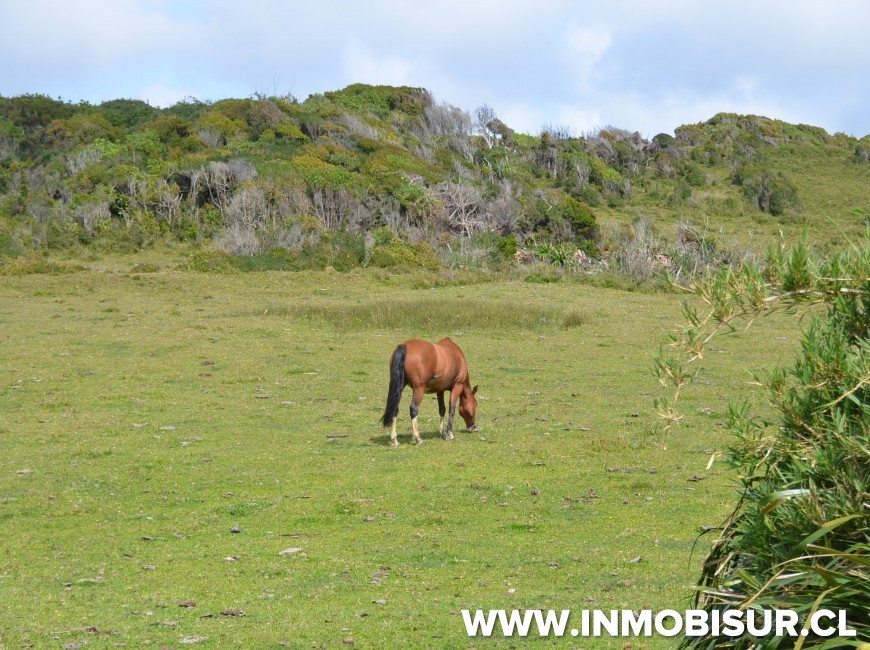Venta en Chonchi | Campo con inigualable vista al mar en sector Muelle de Las Almas