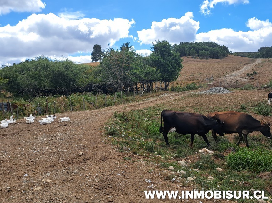 Venta en Fresia | Loteo de 50 parcelas terminadas para venta