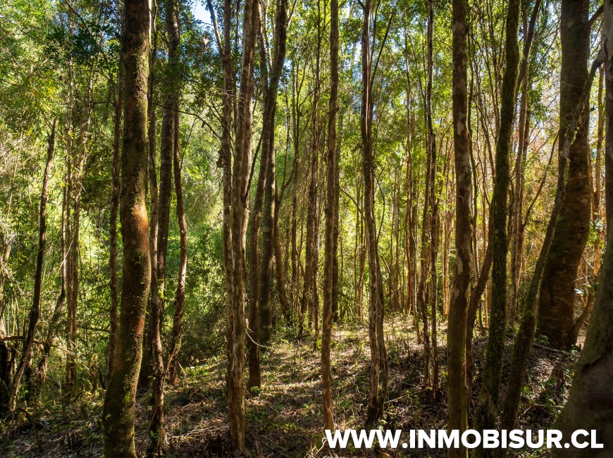 Venta en Puerto Varas | Espectaculares parcelas Campos Las Lomas