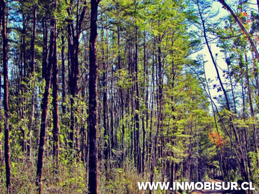 Venta en Puerto Varas | Hermosa parcela en Venta en Ensenada, Parque Los Volcanes