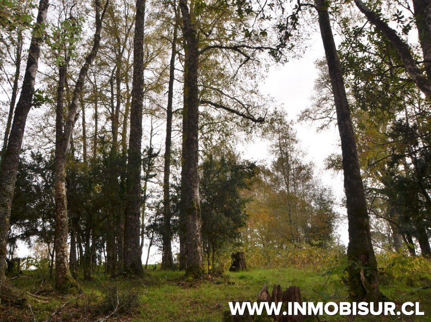 Venta en Los Muermos | Hermoso campo en Rio Frio.