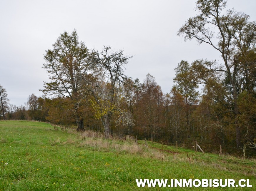Venta en Los Muermos | Hermoso campo en Rio Frio.