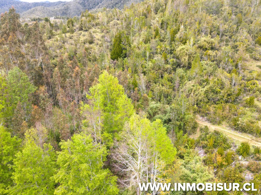 Venta en Fresia | Oportunidad de inversión en sector los Cañones, camino Llico Bajo