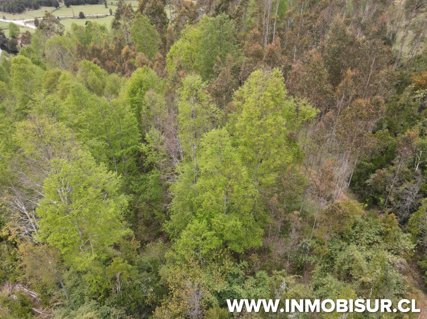 Venta en Fresia | Oportunidad de inversión en sector los Cañones, camino Llico Bajo