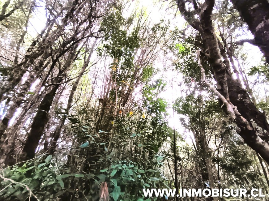 Venta en Puerto Montt | PARCELA EN LOTEO LOS ROBLES , SENDA CENTRAL