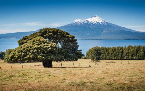 Venta en Puerto Varas | Parcelas con increíble vista al lago Llanquihue a la venta en Bosque Mirador, Puerto Varas en 252 | Parcelas con increíble vista al lago Llanquihue a la venta en Bosque Mirador, Puerto Varas